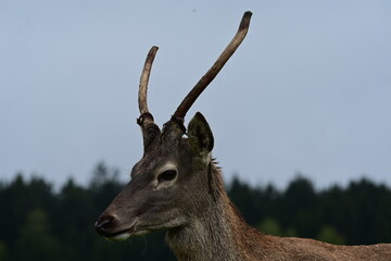 Junger Hirsch im Gehege der gerade Bast verliert