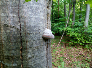 Close-up of tree trunk with bracket fungus in forest environment. Nature detail photography. Fungi and woodland concept for design and print.