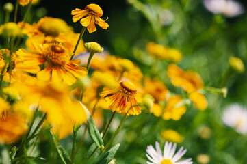 Bright yellow flowers bloom vibrantly in the summer sunlight