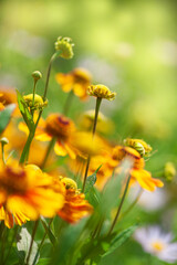 Fototapeta premium Bright yellow flowers bloom vibrantly in the summer sunlight