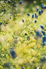 Wildflowers with vibrant petals and soft bokeh capture the essence of spring