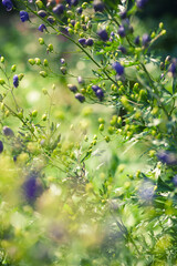 Wildflowers with vibrant petals and soft bokeh capture the essence of spring