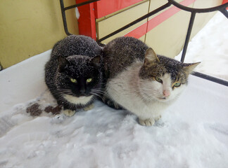 Two cats sitting close together on snowy ground with snowflakes on their fur. Winter outdoor animal photography. Cold weather and companionship concept for design and print.