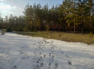 Forest clearing with melting snow, footprints, and evergreen trees under a sunny sky. Seasonal transition photography. Nature and landscape concept for design and print