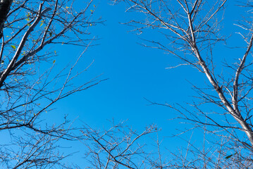 冬の青空に枯れ木の模様