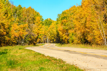 Naklejka premium A road with trees on both sides and a clear blue sky