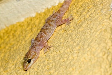 The Mediterranean house gecko (Hemidactylus turcicus) on the house wall