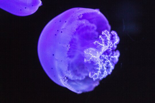 The cannonball jellyfish (Stomolophus sp.) in aquarium