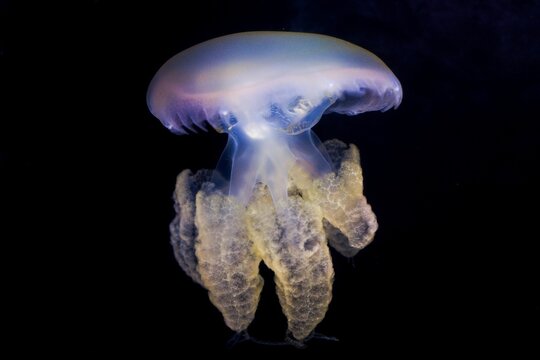 The Marbled jelly (Lychnorhiza lucerna) in the aquarium