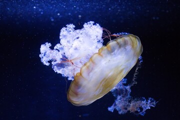 the Pacific sea nettle or West Coast sea nettle (Chrysaora fuscescens) in the aquarium