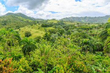 Obraz premium A lush green jungle with a cloudy sky in the background