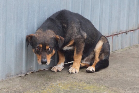 one big brown scared stray dog ​​sits on gray asphalt near metal fence wall on rural street