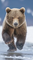 Obraz premium Brown bear running through shallow water with focused eyes, showcasing power and motion in the wild.