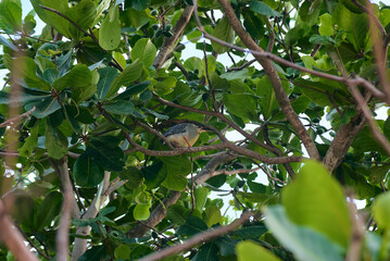 Green-backed Heron: a bird with a dark green back, grayish underparts, and bright orange-yellow legs and feet.
