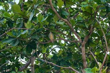 Green-backed Heron: a bird with a dark green back, grayish underparts, and bright orange-yellow legs and feet.