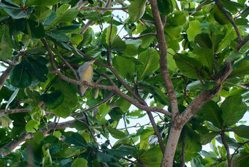 Fototapeta premium Green-backed Heron: a bird with a dark green back, grayish underparts, and bright orange-yellow legs and feet.