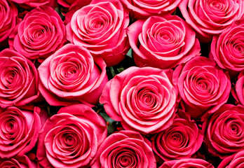 Naklejka premium Vibrant Pink Roses - A Stunning Floral Arrangement Close-Up