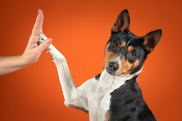 happy basenji dog giving high fives on an orange colored background,