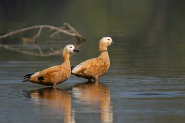 Ruddy Shelducks in Calm Lake