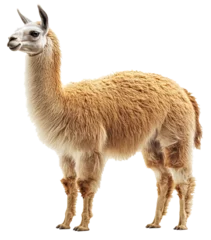 Fototapete Rund A large brown llama standing on a white background © easybanana