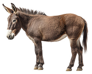 Obraz premium A donkey stands in front of a white background