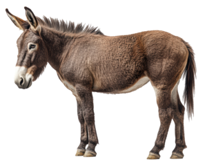 A donkey stands in front of a white background