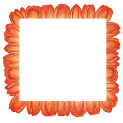 Frame Flowers tulips. Yellow tulips in watercolor.
petal, stem, leaf. Collection of illustrations. Floral, bright. Tulip on a white background.