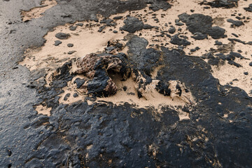 Dead bird died due to oil on sandy beach. Oil in coastline after a tanker disaster.