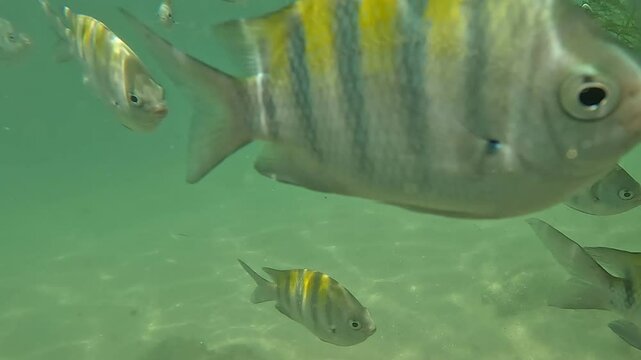 swimming with fish	
