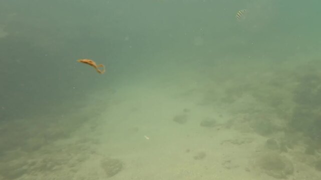 fish in the ocean