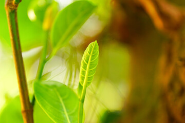 Jackfruit leaf close up shot