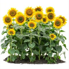 Obraz premium Many blooming sunflowers growing in dark soil on white background