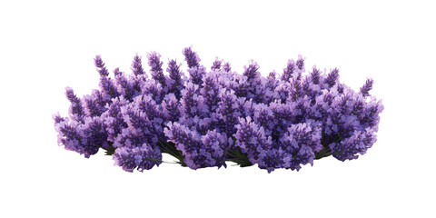 Obraz premium Cluster of purple lavender flowers isolated on transparent background