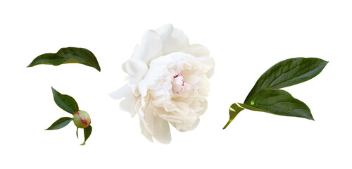 Set of white peony flower, bud and green leaves isolated on white or transparent background