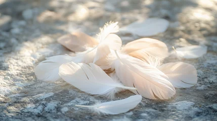 Papier peint photo  Soft White Feathers Spread Across a Textured Surface in Natural Light  © kaiserseeing