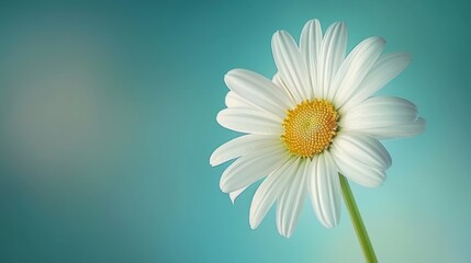 Naklejka premium Serene Daisy Bloom: A Single White Daisy Against a Teal Background