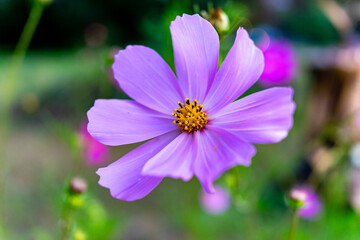 Fototapeta premium Vibrant purple flower blooming in a garden during daylight hours