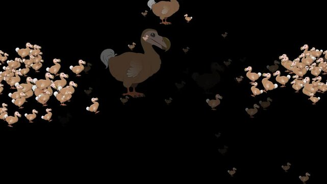 animated emoji dodo bird, digital dodo, motion dodo bird, animated bird emoji, dodo emoji, virtual dodo, cartoon dodo bird, emoji extinct bird, funny dodo emoji, 3D dodo emoji, animated cute dodo, dod