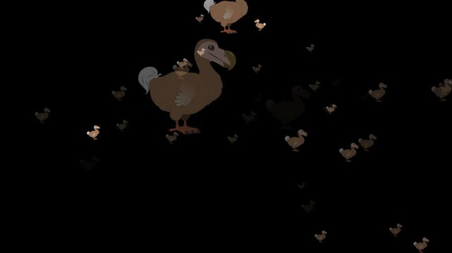 animated emoji dodo bird, digital dodo, motion dodo bird, animated bird emoji, dodo emoji, virtual dodo, cartoon dodo bird, emoji extinct bird, funny dodo emoji, 3D dodo emoji, animated cute dodo, dod