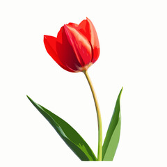 Beautiful red tulips and petals on white  vector illustration (2)
