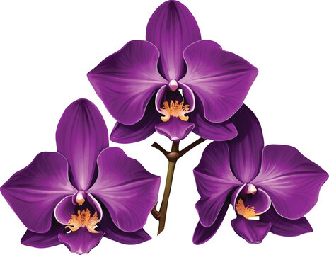 purple orchids on stem, detailed floral art clip art preview