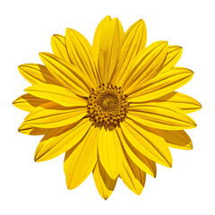 Yellow Mexican sunflower head isolated on white background vector illustration 3