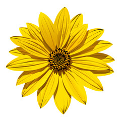 Yellow Mexican sunflower head isolated on white background vector illustration 2