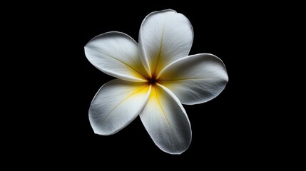 Fototapeta premium Plumeria flower with five petals featuring a white exterior and yellow center on a black background