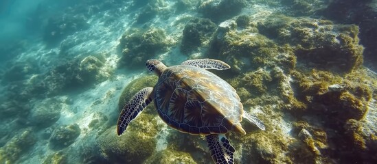 Naklejka premium Graceful sea turtle gliding through clear ocean waters above vibrant coral reef ecosystem