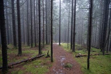 Path in the woods, Norway