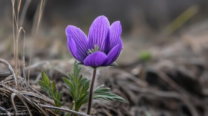 Vibrant purple flower poised to bloom in a natural setting showcasing seasonal beauty and delicate details of nature.