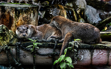 Eurasian otters on the beam. Latin name - Lutra lutra	