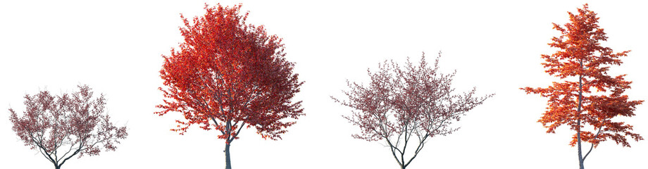 Set of Hamamelis &times; intermedia and Nyssa sinensis autumn trees frontal isolated png on a transparent background perfectly cutout