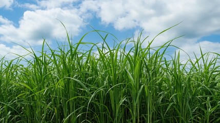 Obraz premium Vibrant green tall grass under a bright blue sky with fluffy white clouds creating a peaceful outdoor landscape ambiance